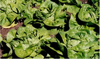 Lettuce