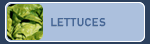 Lettuces